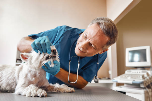 Best Emergency Care for Gum Disease in Mount Pleasant, UT